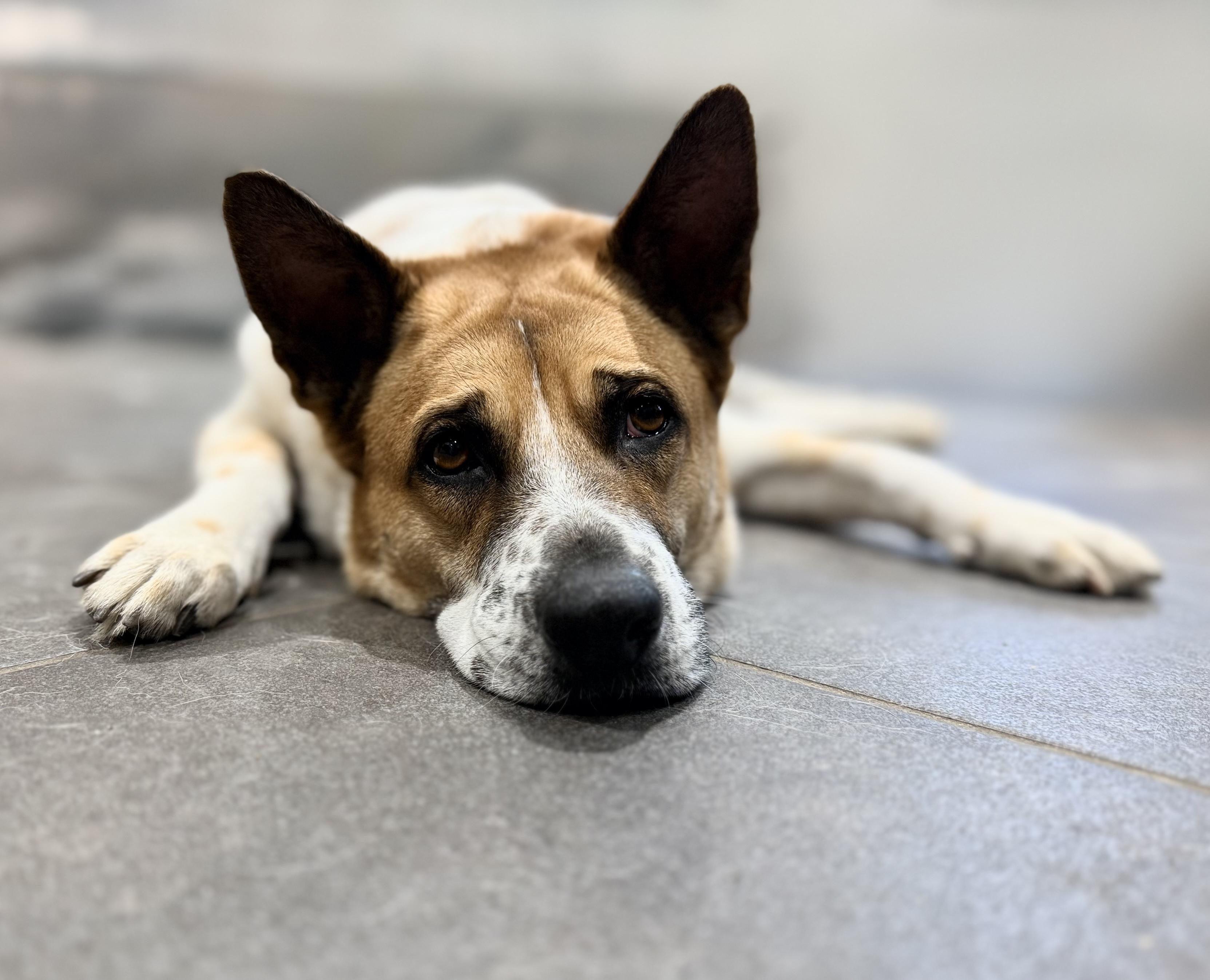 Enlarge Cosi, a Adoptable mixed breed in Thornhill, ON image 1/2