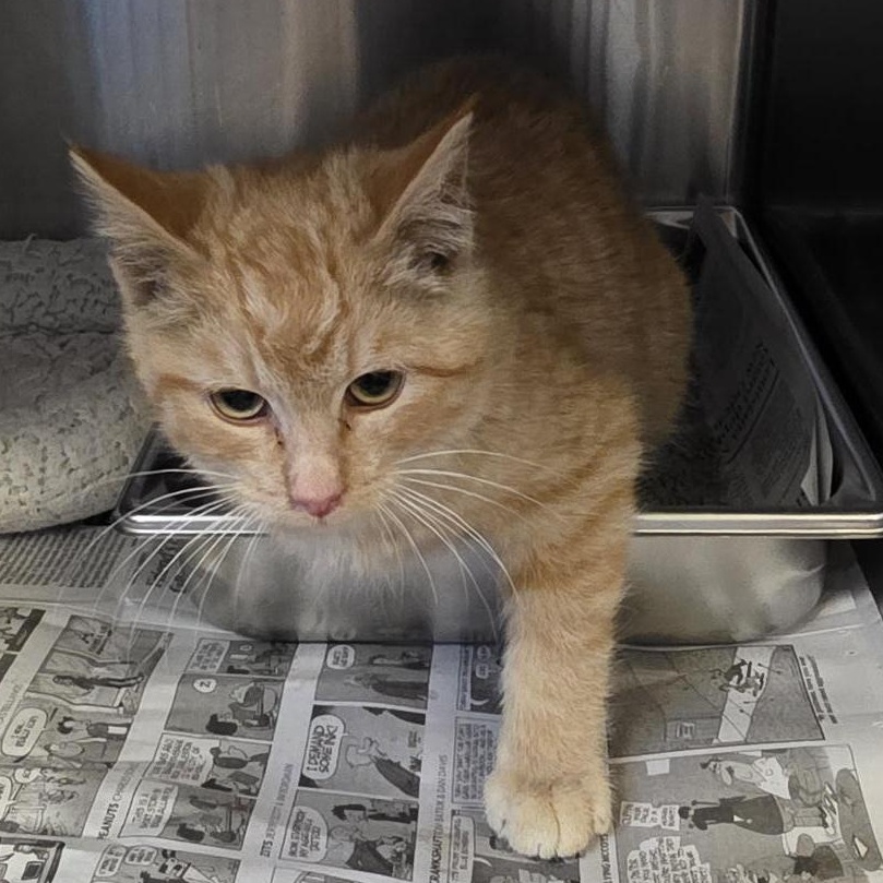 26-0105 "Pickles", ADOPTABLE, Young Male Domestic Short Hair.