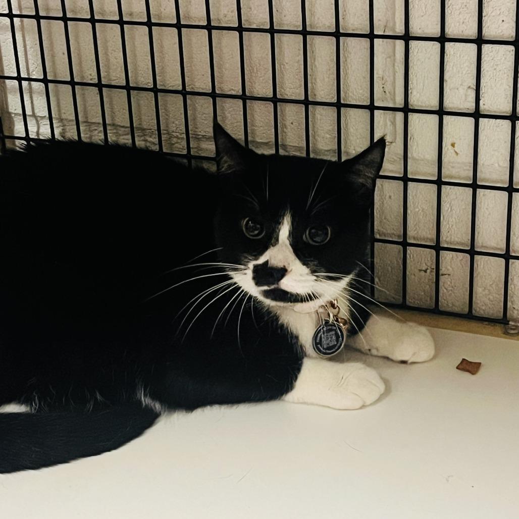 Mochi, Adoptable, Adult Female Domestic Short Hair.