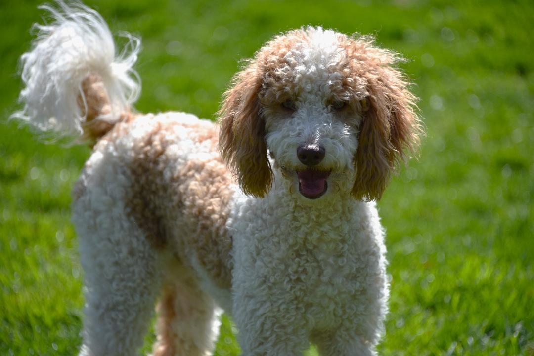 Milo & Murphy, Adopted, Puppy Male Goldendoodle.