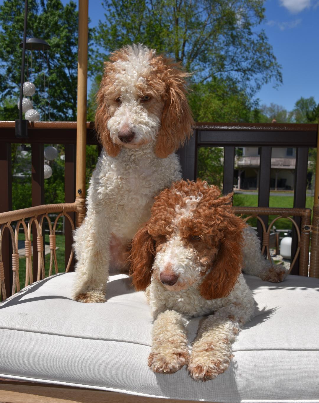 Enlarge Milo & Murphy, a Adopted Goldendoodle in Crompond, NY image 2/3