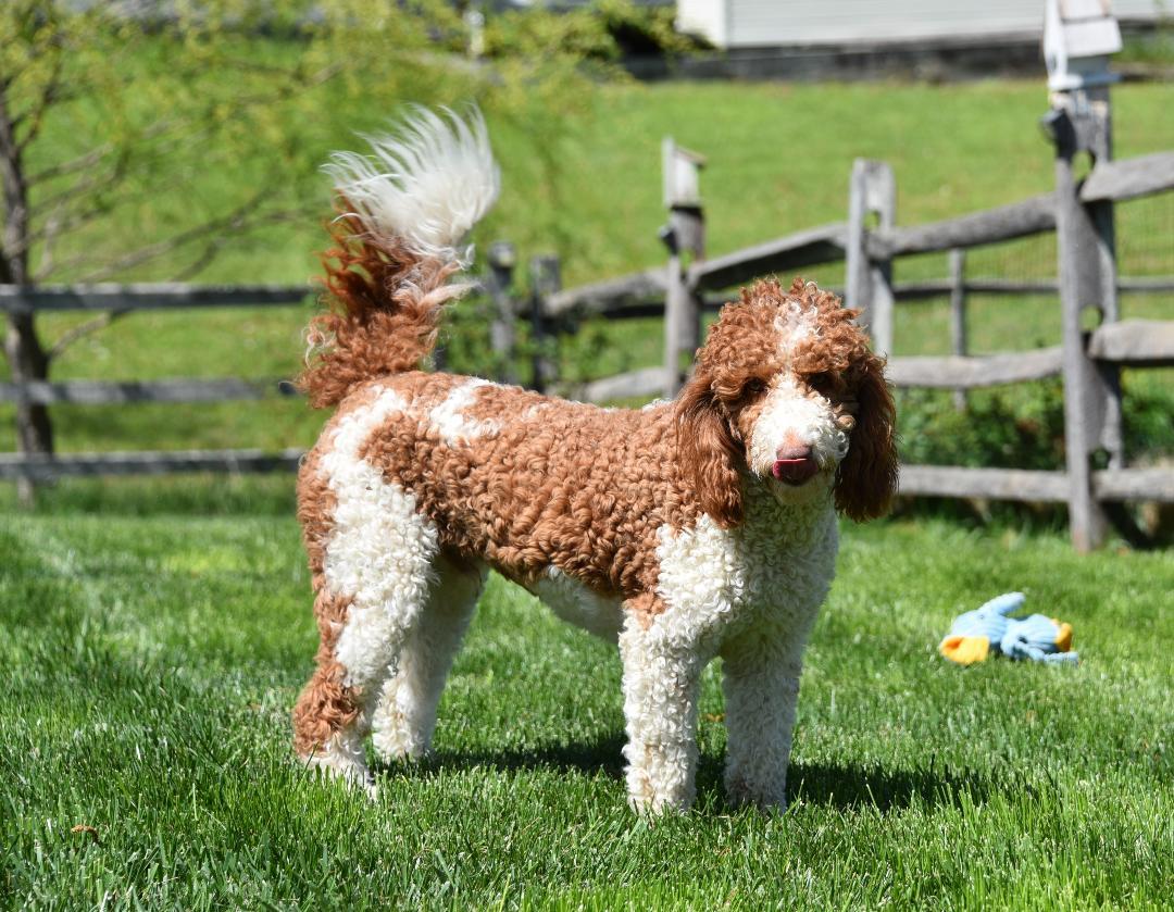 Enlarge Milo & Murphy, a Adopted Goldendoodle in Crompond, NY image 3/3