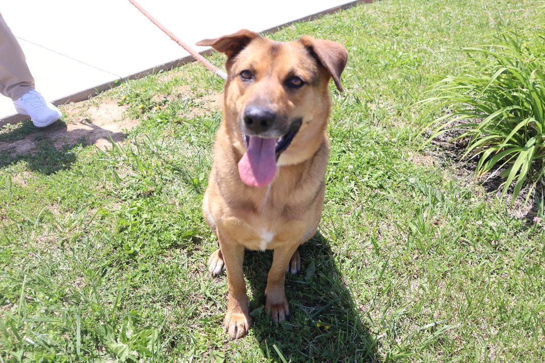 Brandy, Adoptable, Adult Female German Shepherd Dog.