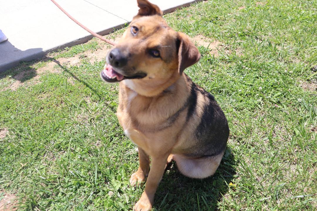 Enlarge Brandy, a Adoptable mixed breed in Goshen, KY image 4/4