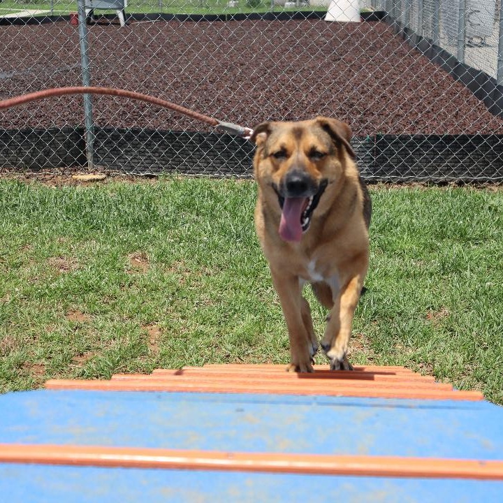 Enlarge Brandy, a Adoptable mixed breed in Goshen, KY image 2/4