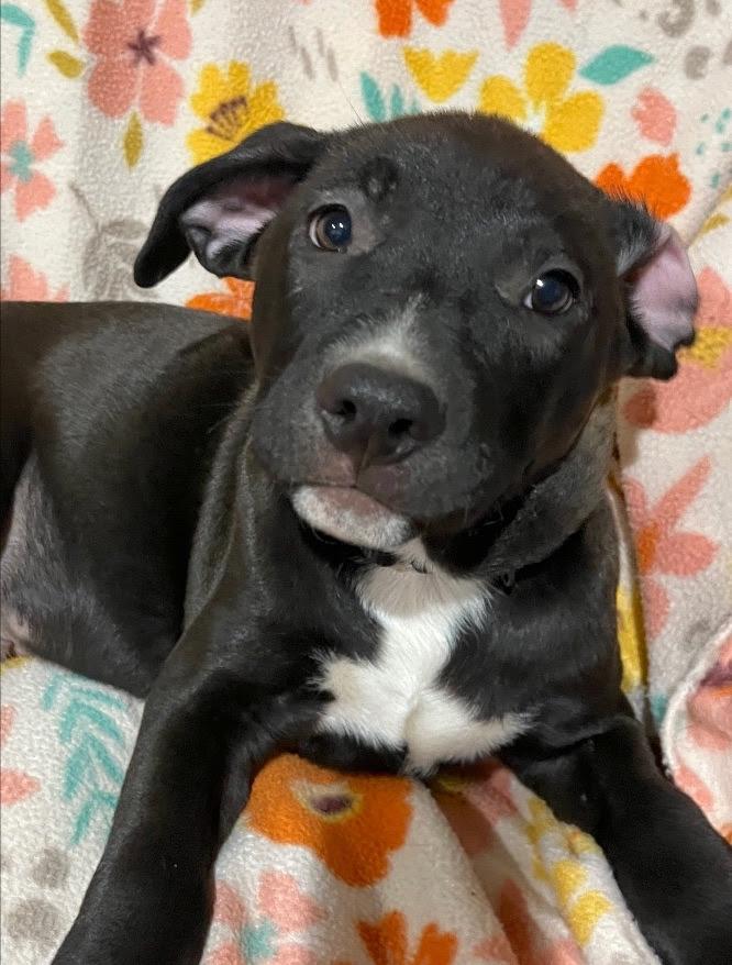 Stafford (IN TRIAL ADOPTION)