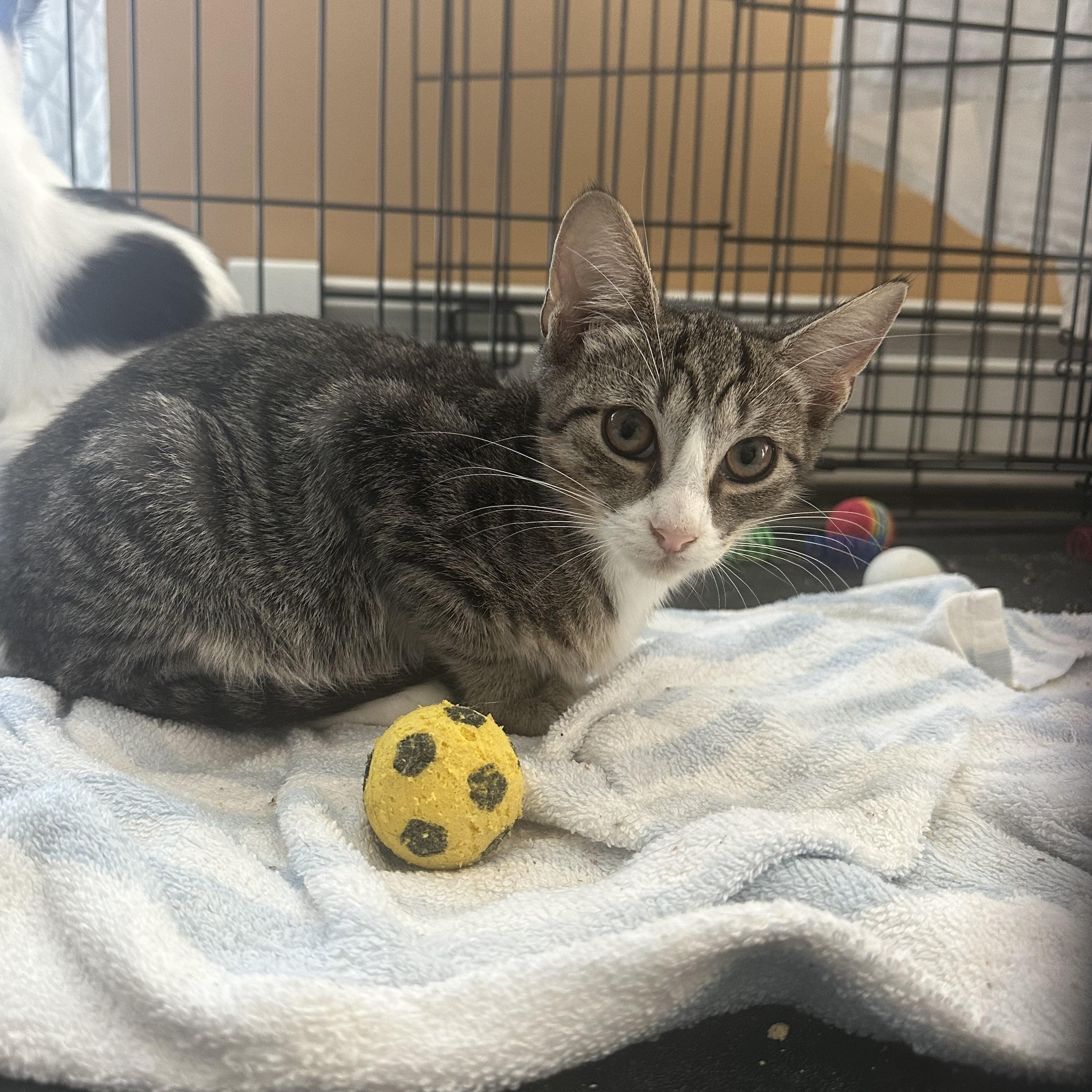 Khloe, a Adoptable Domestic Short Hair in Pleasantville, NJ image 1/3