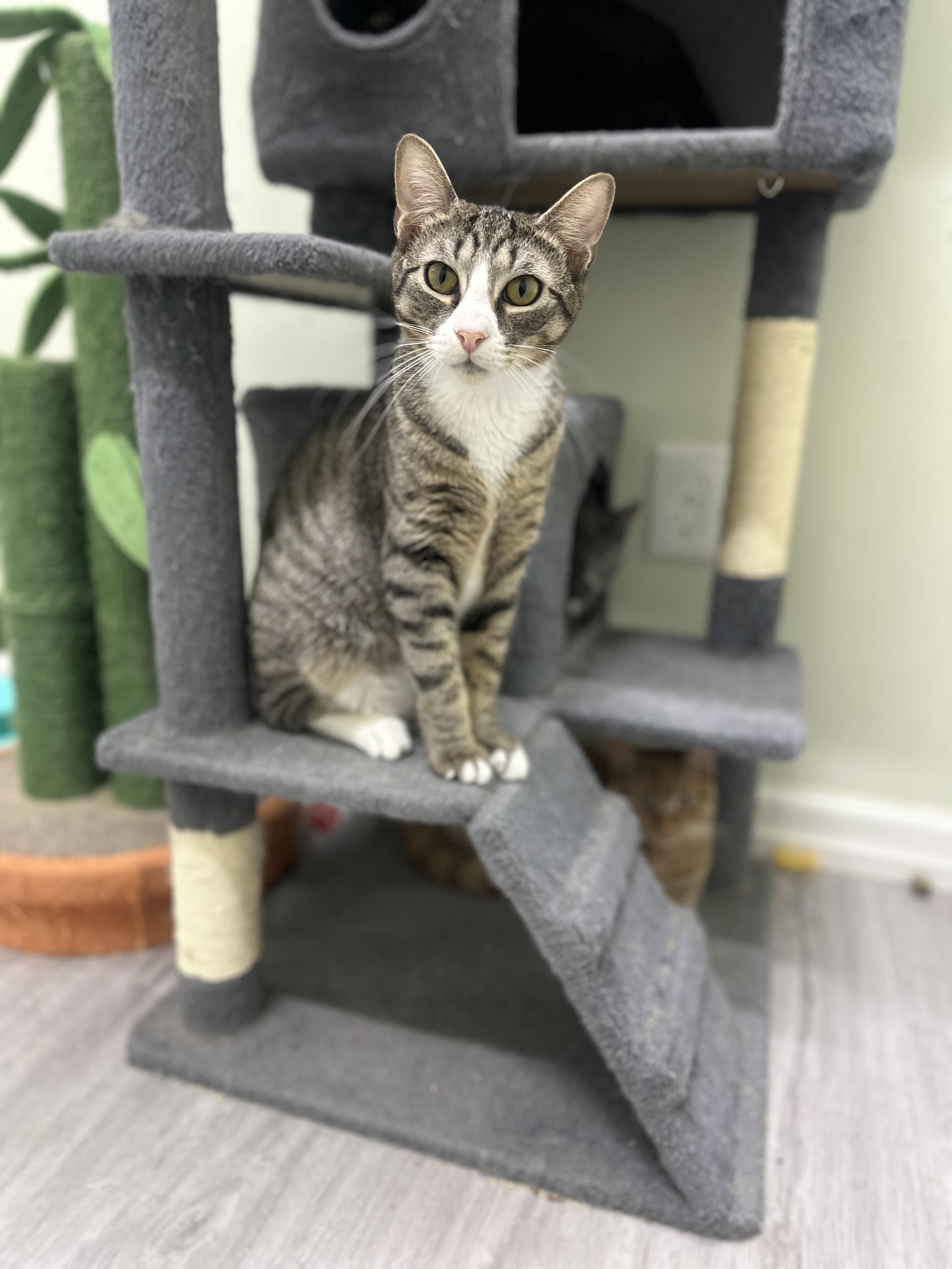 Khloe, Adoptable, Kitten Female Domestic Short Hair.