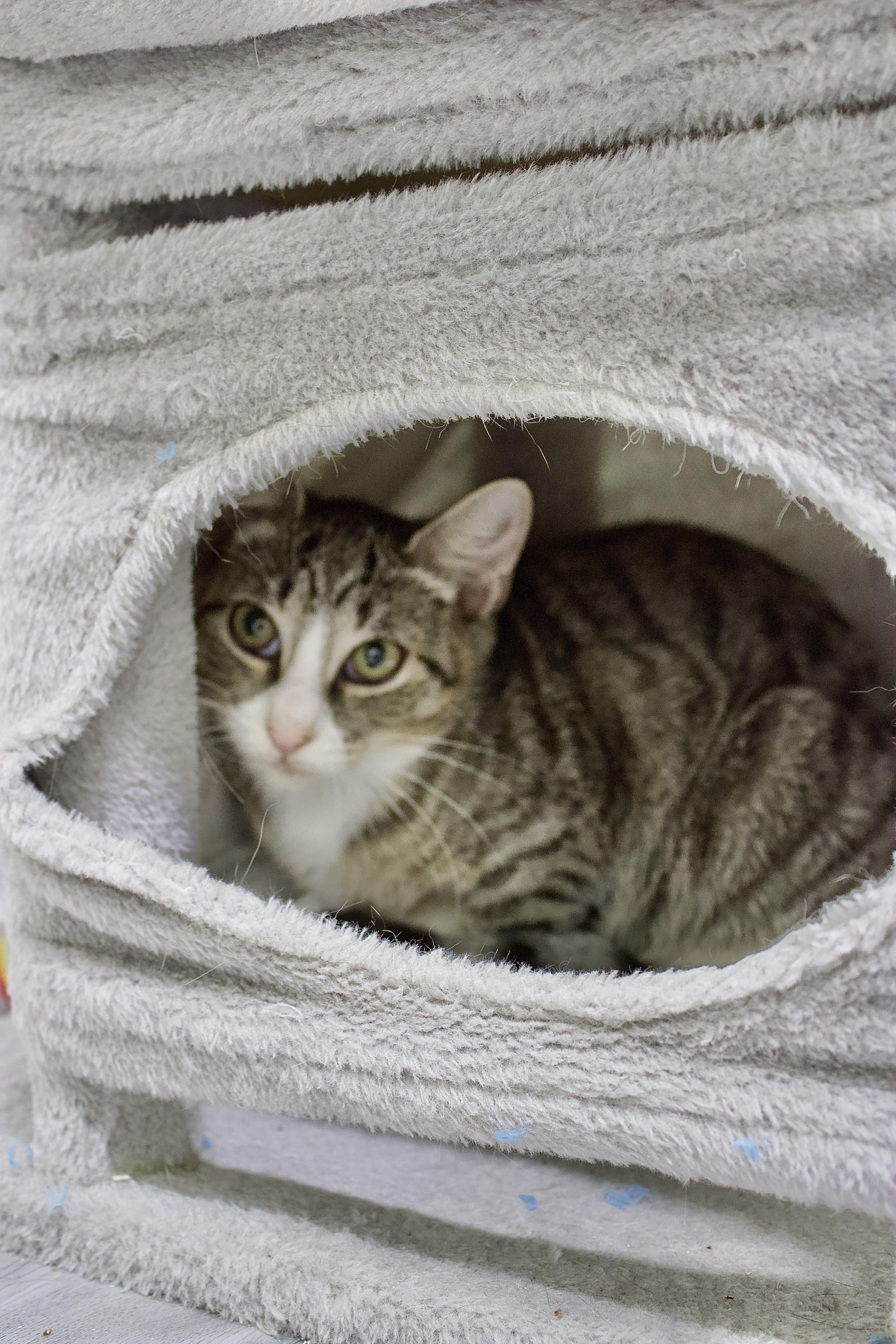Khloe, a Adoptable Domestic Short Hair in Pleasantville, NJ image 2/3