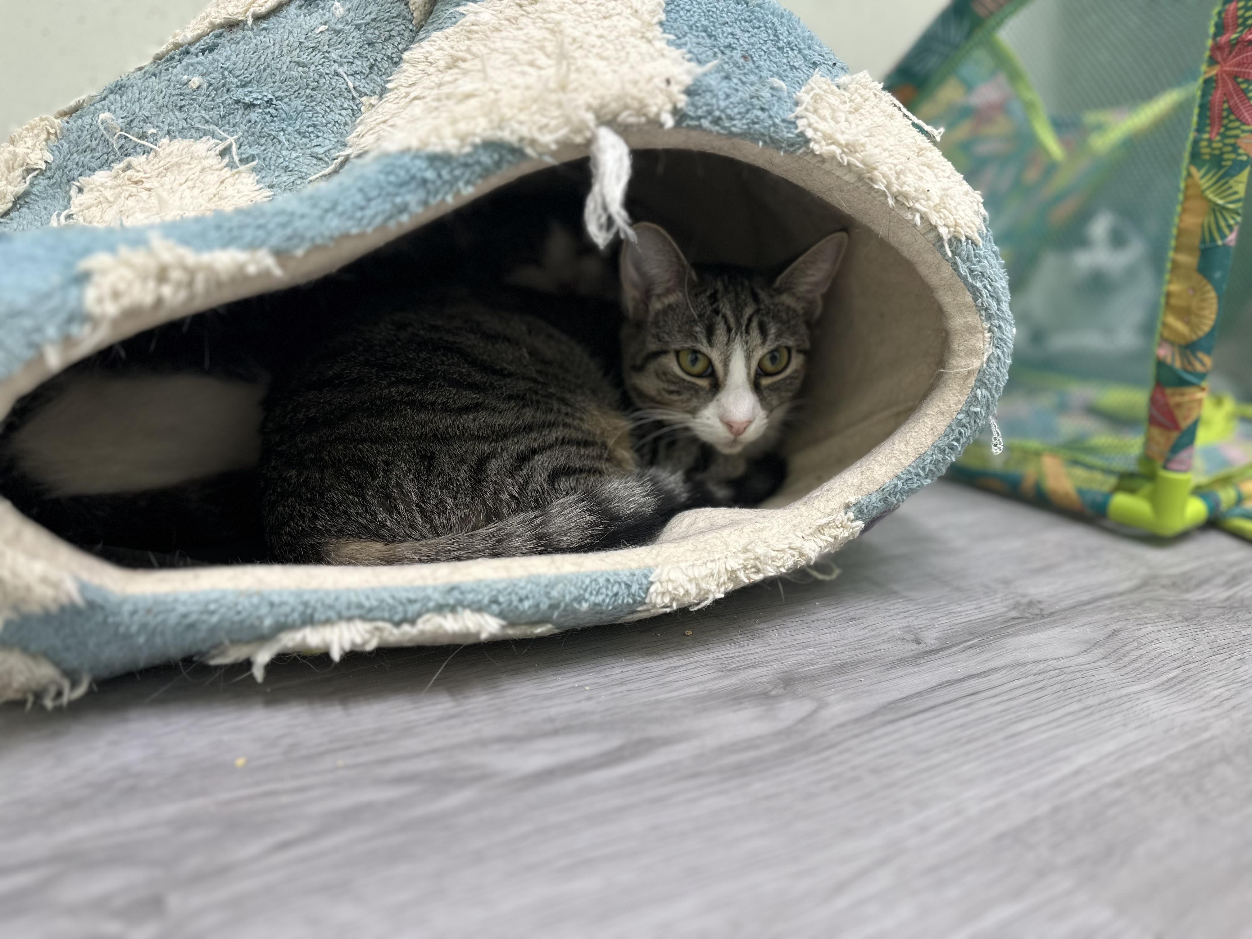 Enlarge Khloe, a Adoptable Domestic Short Hair in Pleasantville, NJ image 1/4