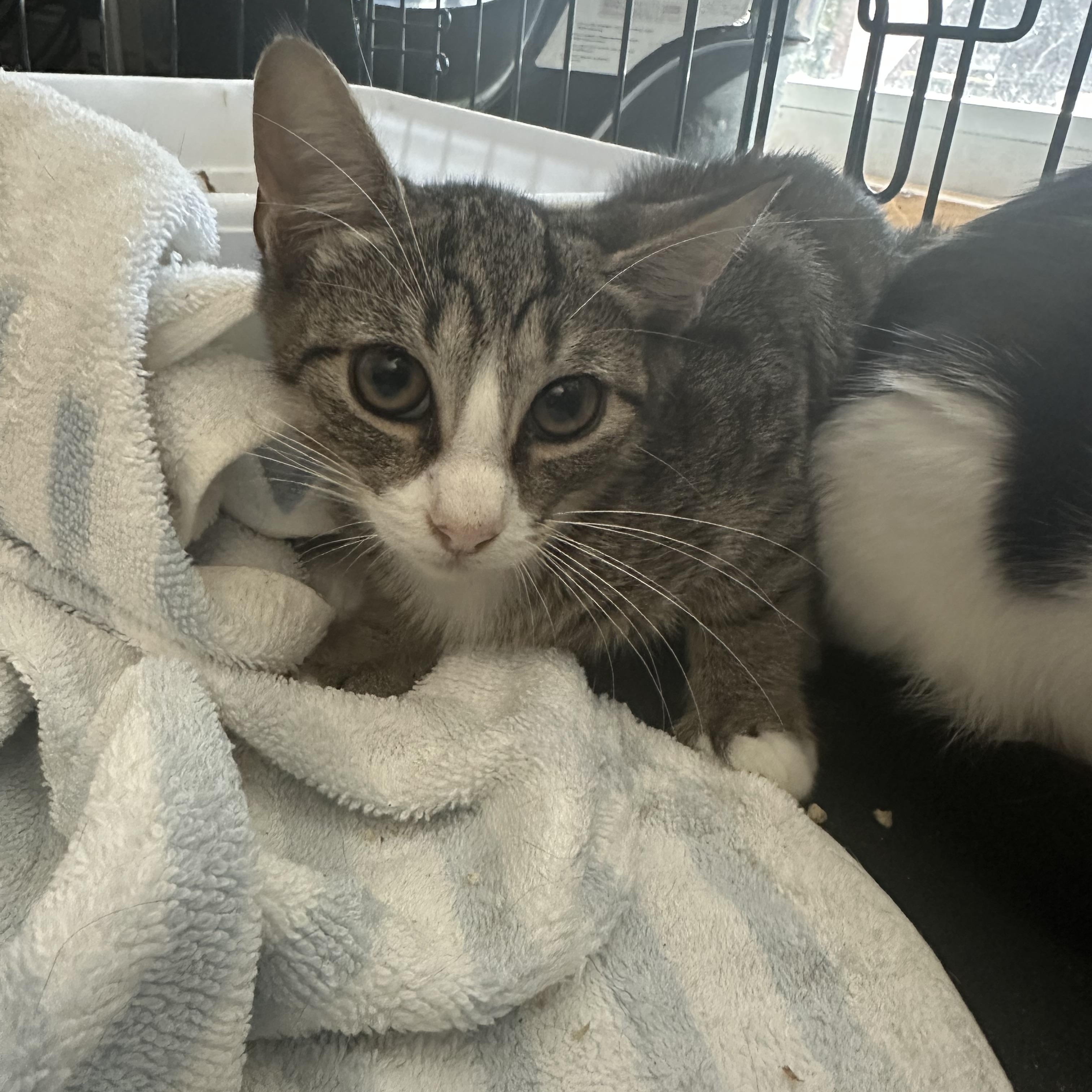 Khloe, a Adoptable Domestic Short Hair in Pleasantville, NJ image 3/3