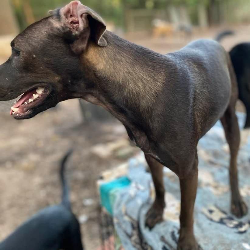 Pony, Adoptable, Young Male Patterdale Terrier / Fell Terrier & Terrier.