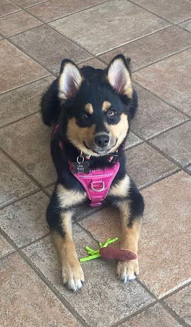 Izzy 4292, Adopted, Puppy Female Pomeranian & Husky.