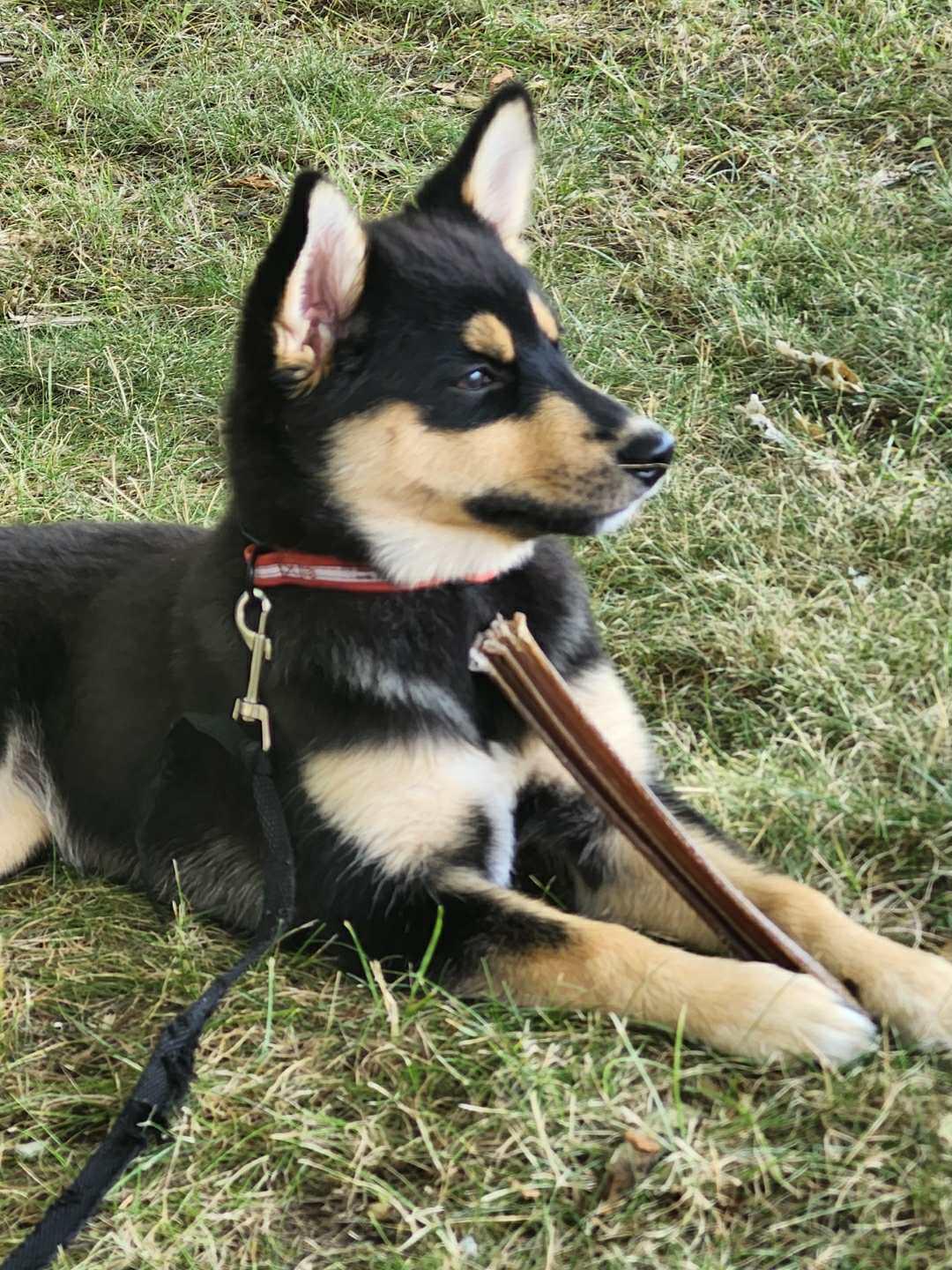 Enlarge Izzy 4292, a Adopted mixed breed in Pickering, ON image 3/3