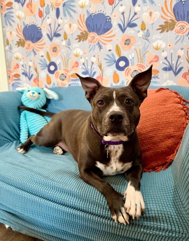 Enlarge Velvet Peaches The Loveable Little Princess, a Adoptable mixed breed in Louisville, KY image 3/6