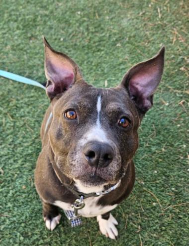Enlarge Velvet Peaches The Loveable Little Princess, a Adoptable mixed breed in Louisville, KY image 5/6