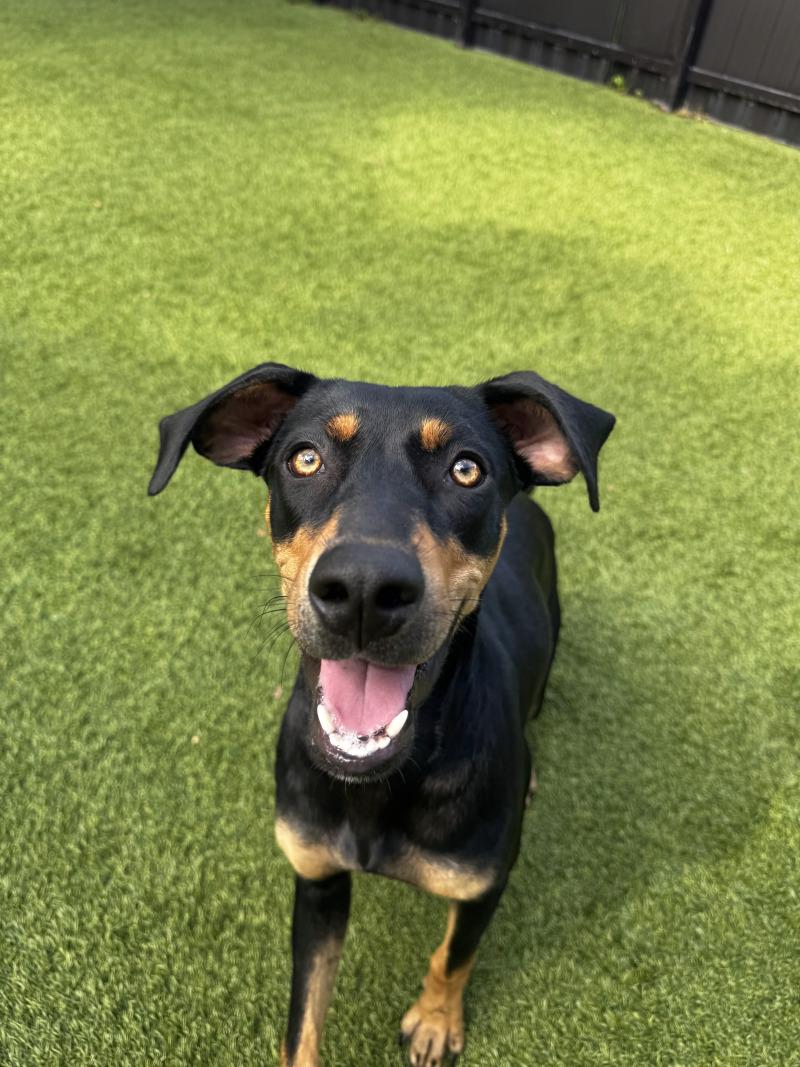 Java, Adoptable, Adult Female Mixed Breed.