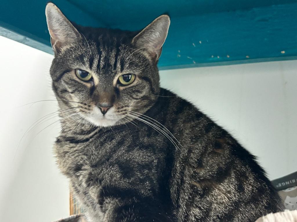 Tempest, Adoptable, Adult Female Tabby.