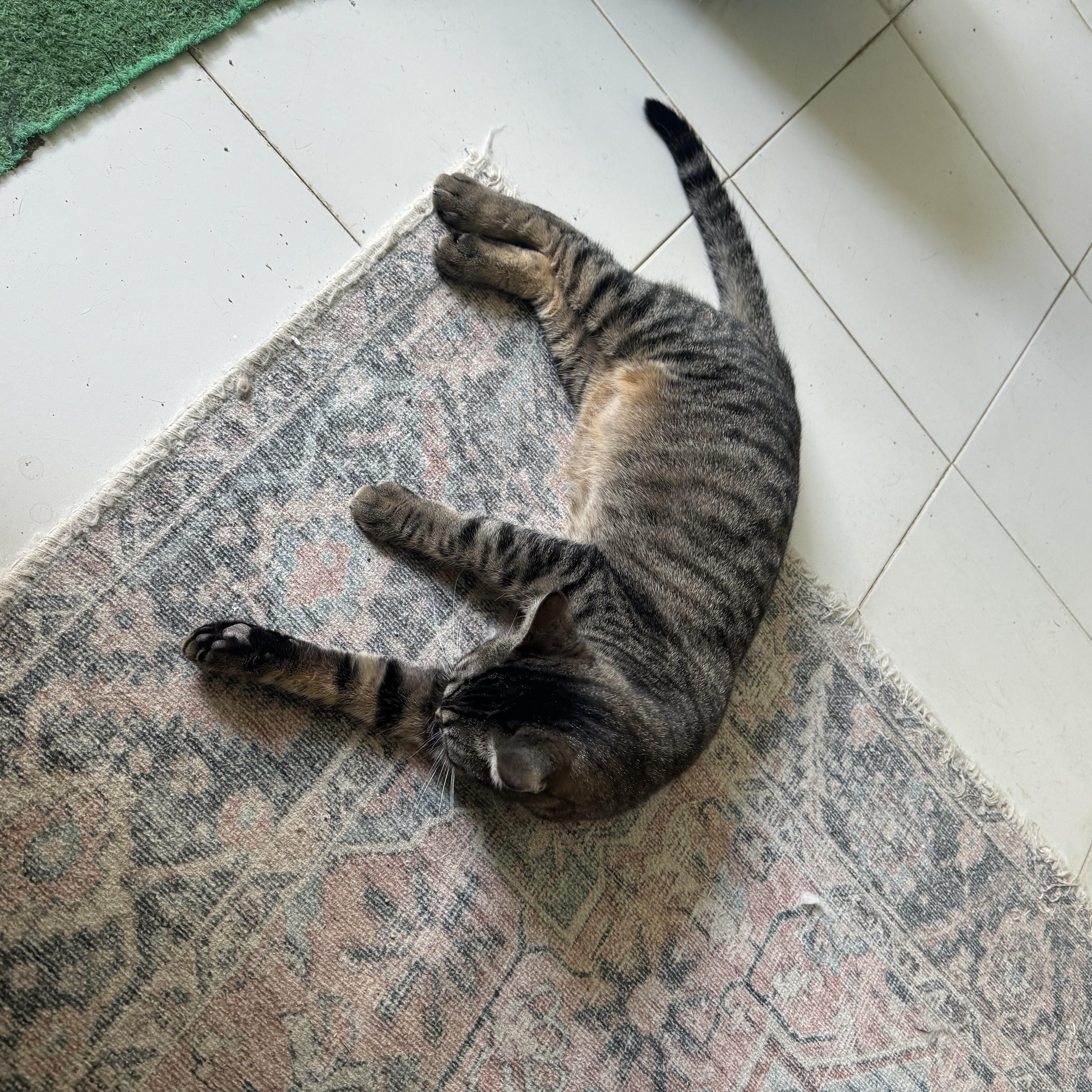 Enlarge Amber, a Adoptable Domestic Short Hair in San Juan, PR image 4/4