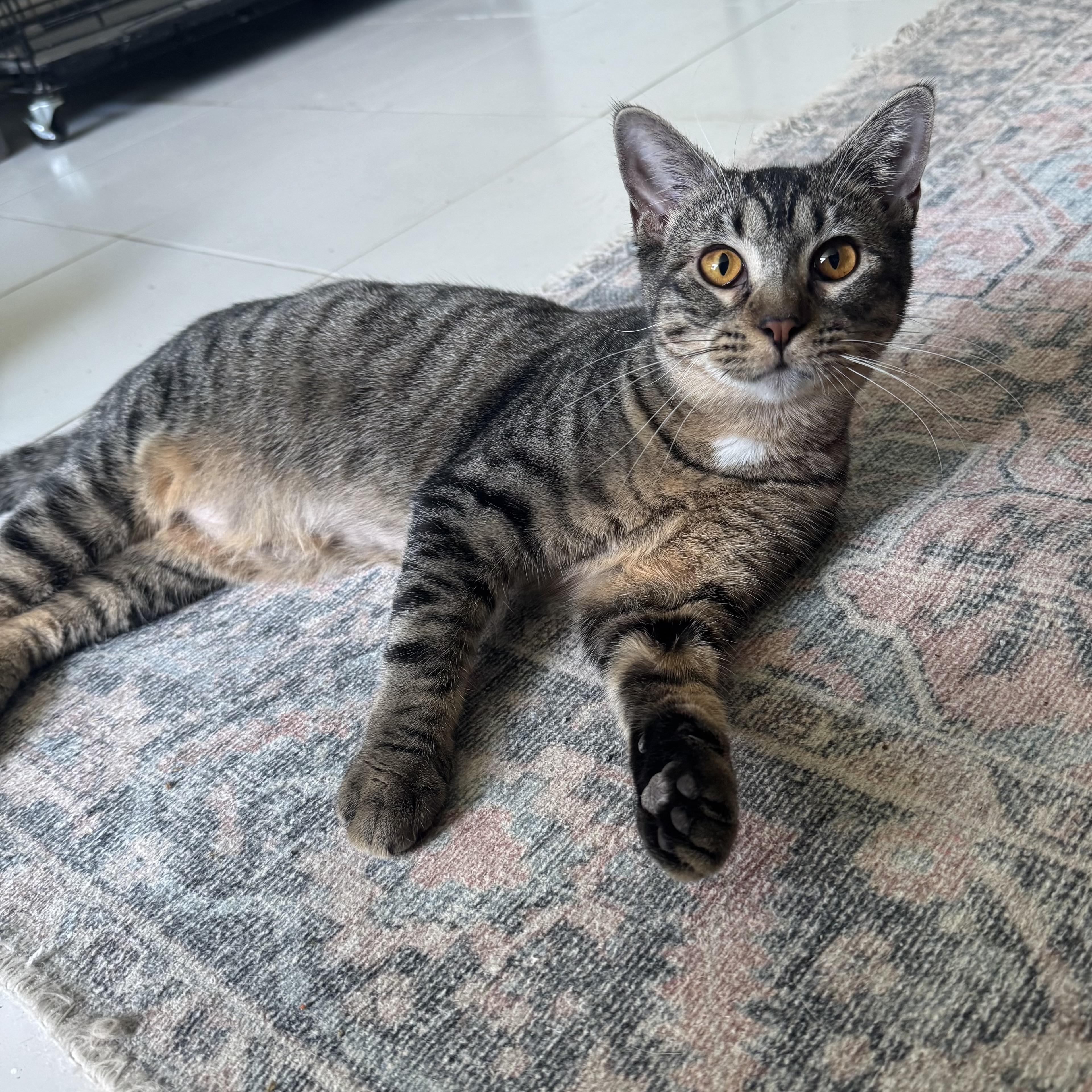 Amber, Adoptable, Young Female Domestic Short Hair.