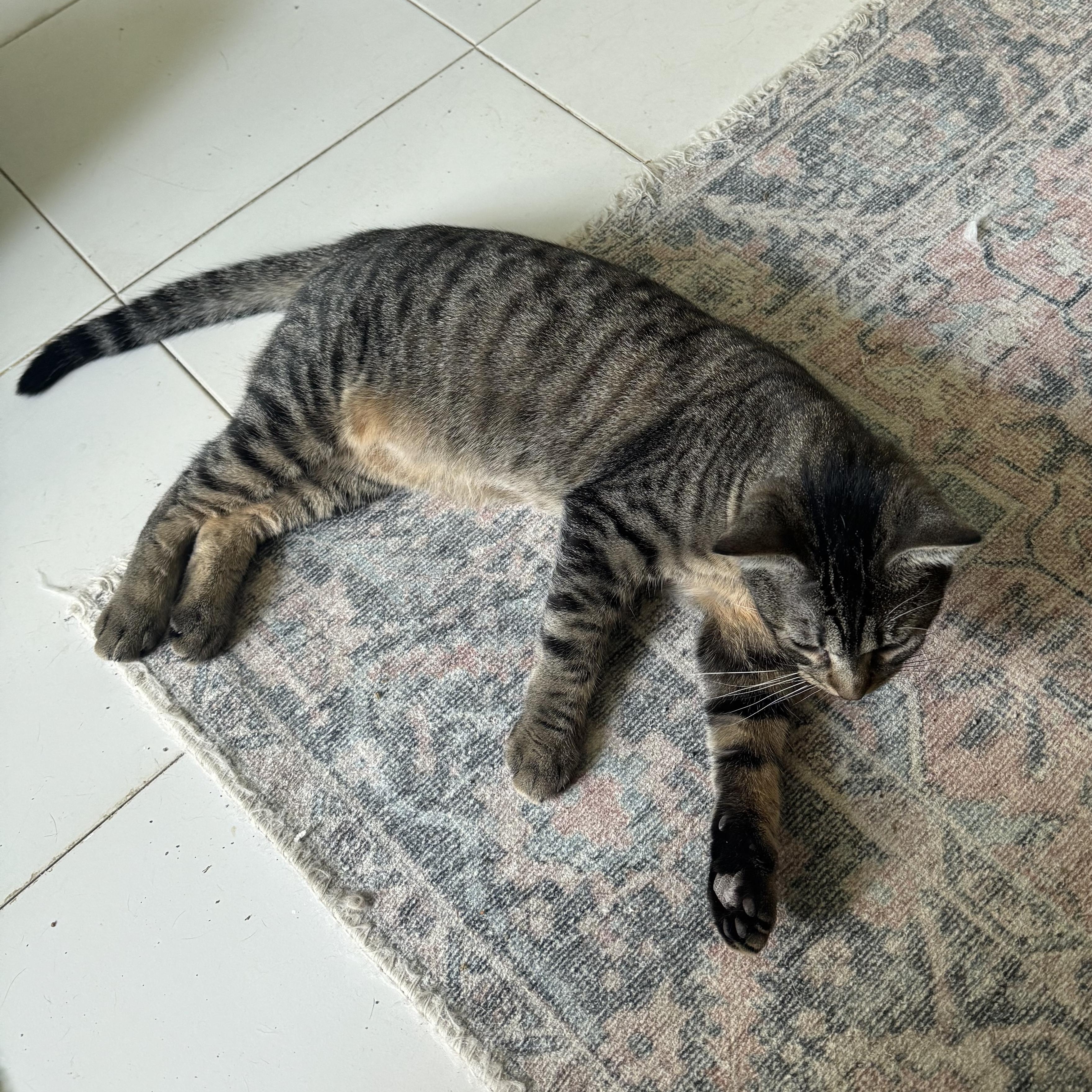 Enlarge Amber, a Adoptable Domestic Short Hair in San Juan, PR image 2/4