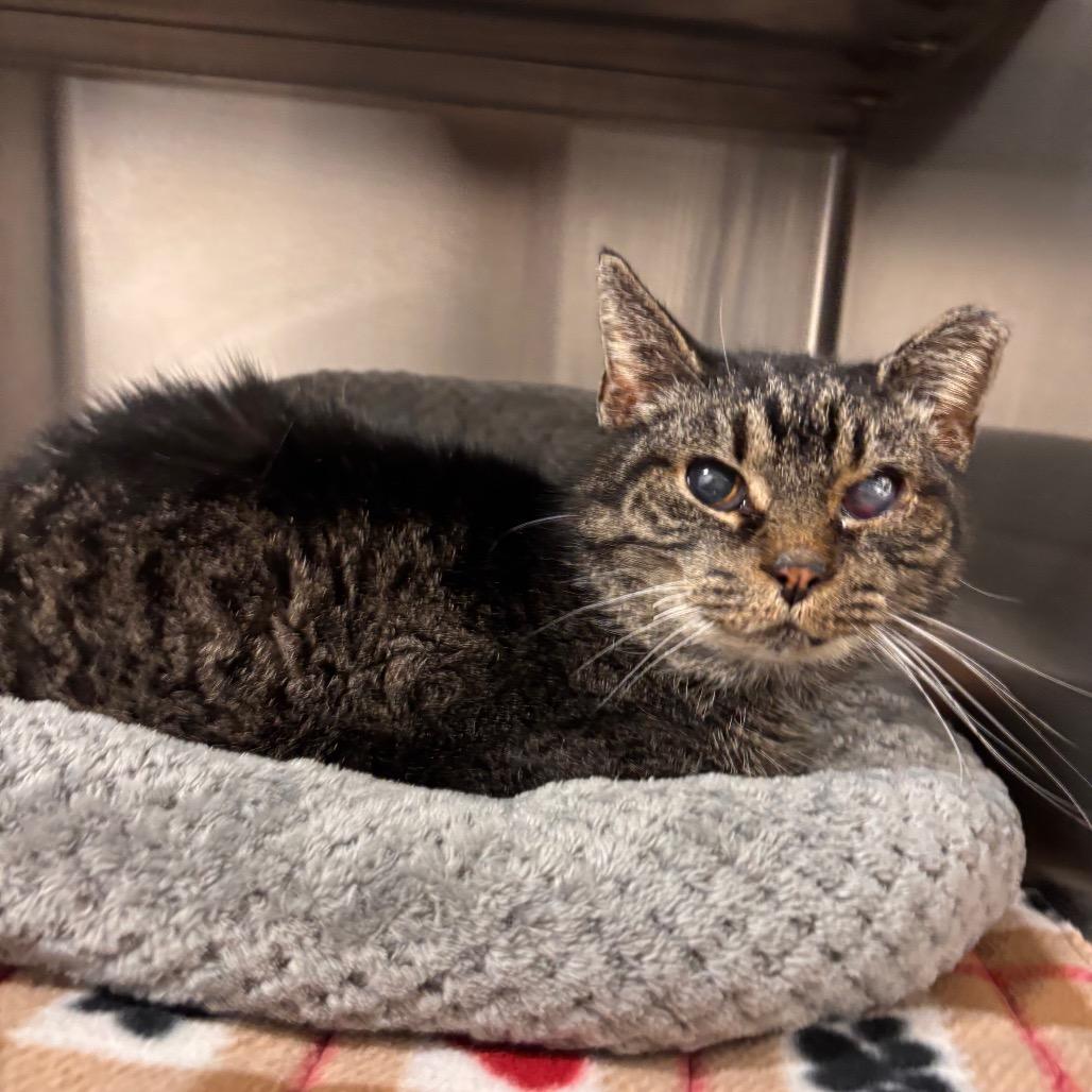 Old Kitty Marie, Adoptable, Adult Female Domestic Short Hair.