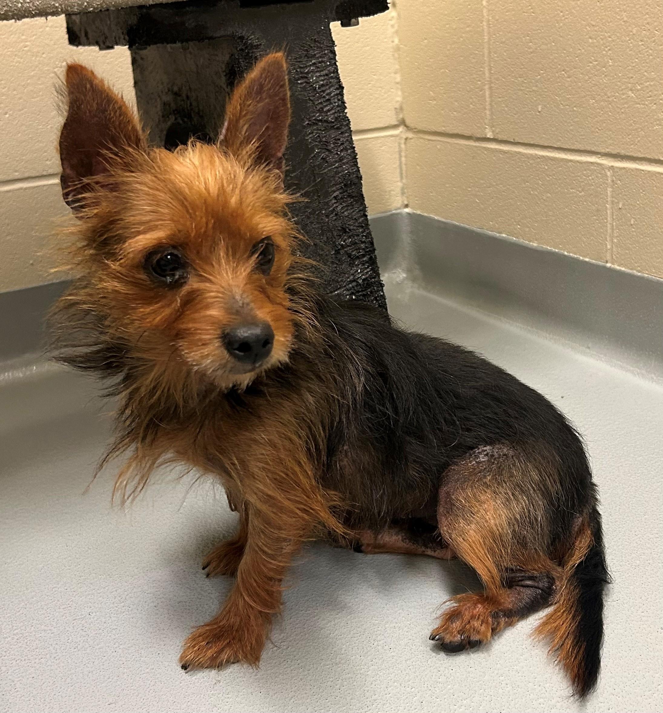 Enlarge Catalina, a Adoptable Yorkshire Terrier in Mason City, IA image 1/1