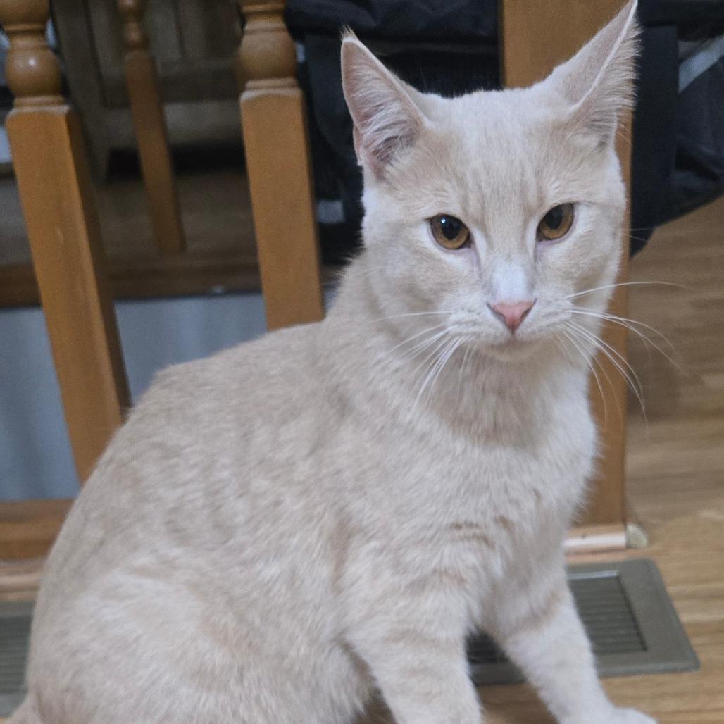 Mickey, Adoptable, Young Male Domestic Short Hair.