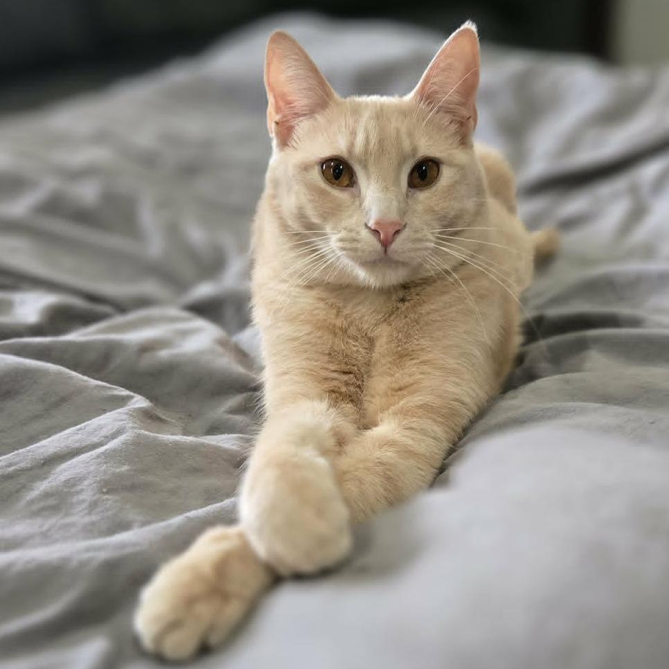 Enlarge Mickey, a Adoptable Domestic Short Hair in LYLE, MN image 2/4