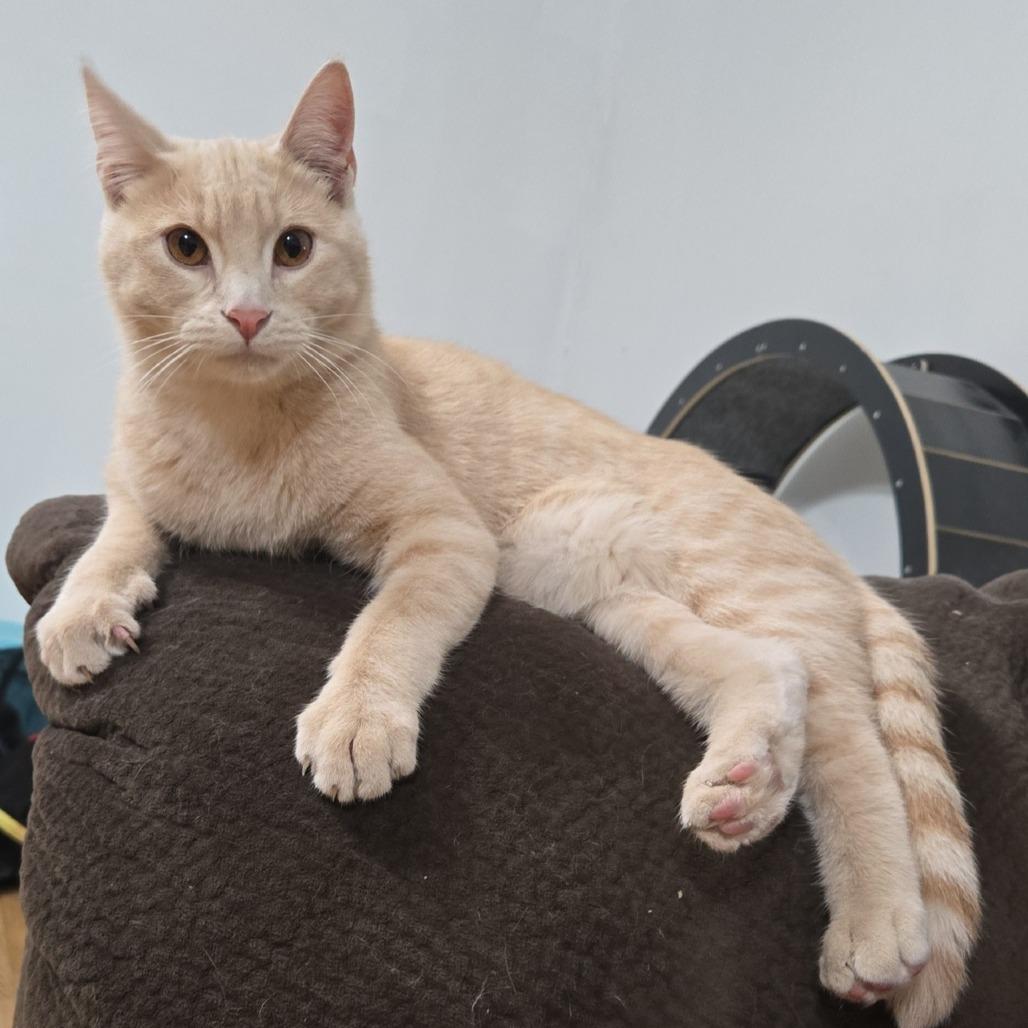 Enlarge Mickey, a Adoptable Domestic Short Hair in LYLE, MN image 2/2