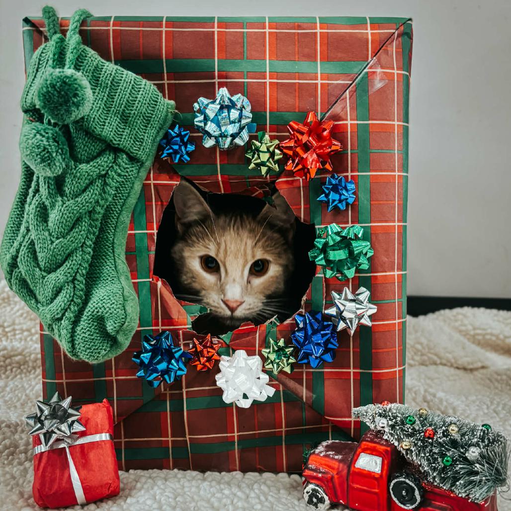 Enlarge Mickey, a Adoptable Domestic Short Hair in LYLE, MN image 3/3