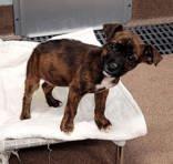 Puddin, ADOPTABLE, Puppy Female Pit Bull Terrier.