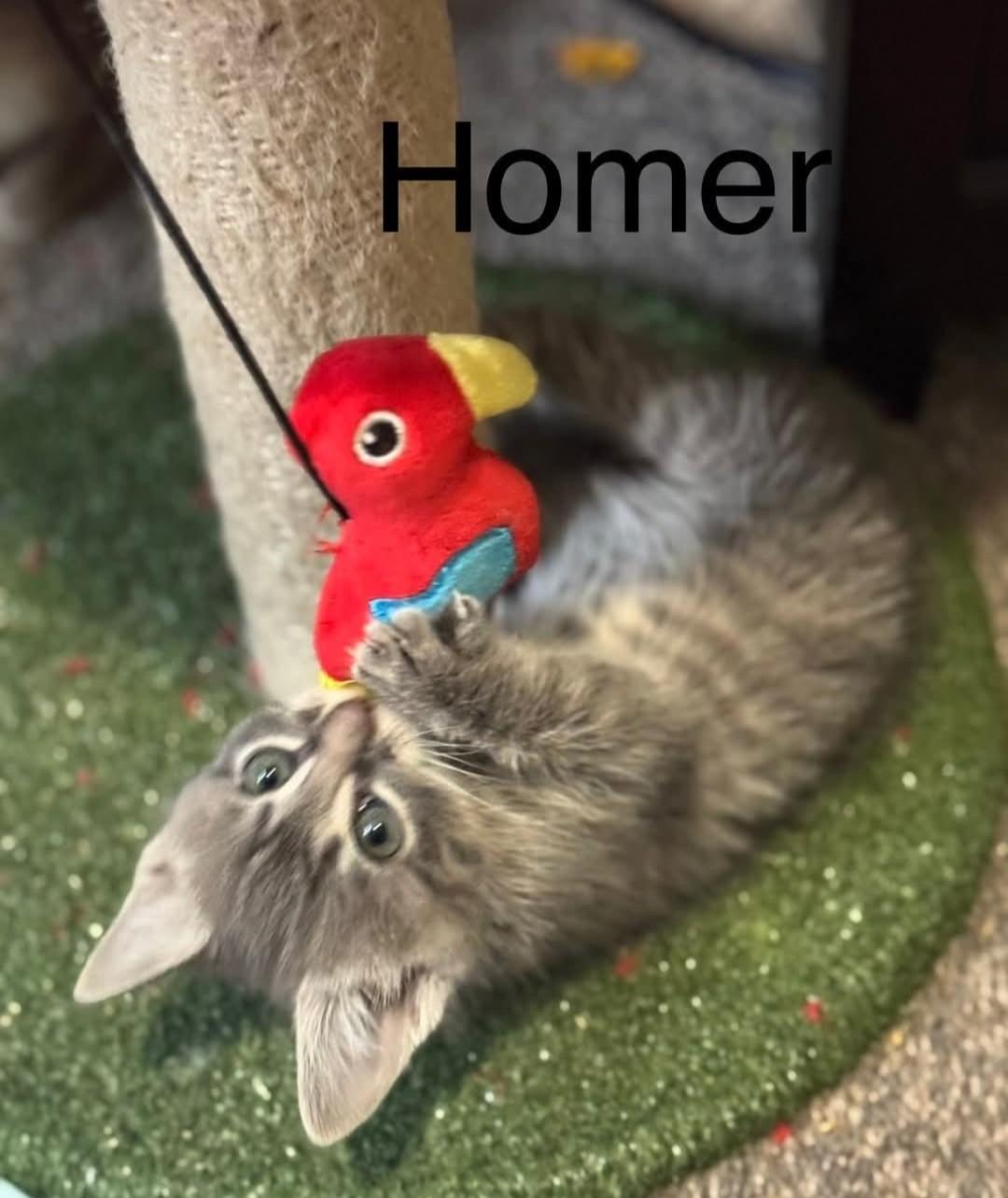 Homer, ADOPTABLE, Kitten Male Domestic Short Hair.