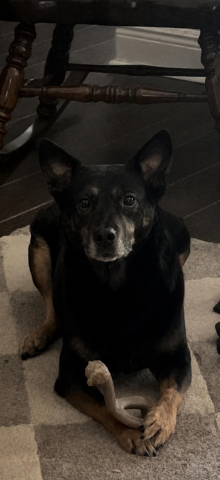 Shasha, Adoptable, Adult Female Cattle Dog.