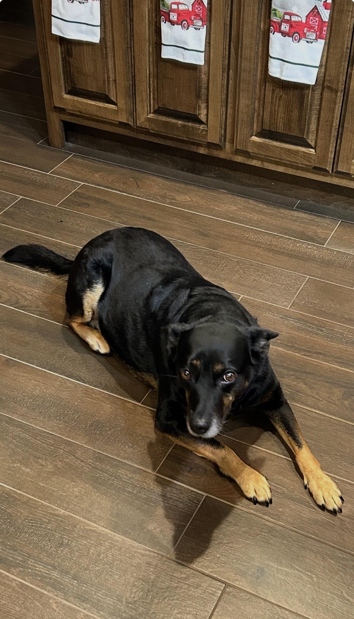 Shasha, a Adoptable mixed breed in Brattleboro, VT image 2/5