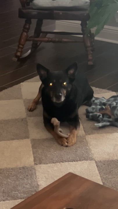 Enlarge Shasha, a Adoptable mixed breed in Brattleboro, VT video 3/5