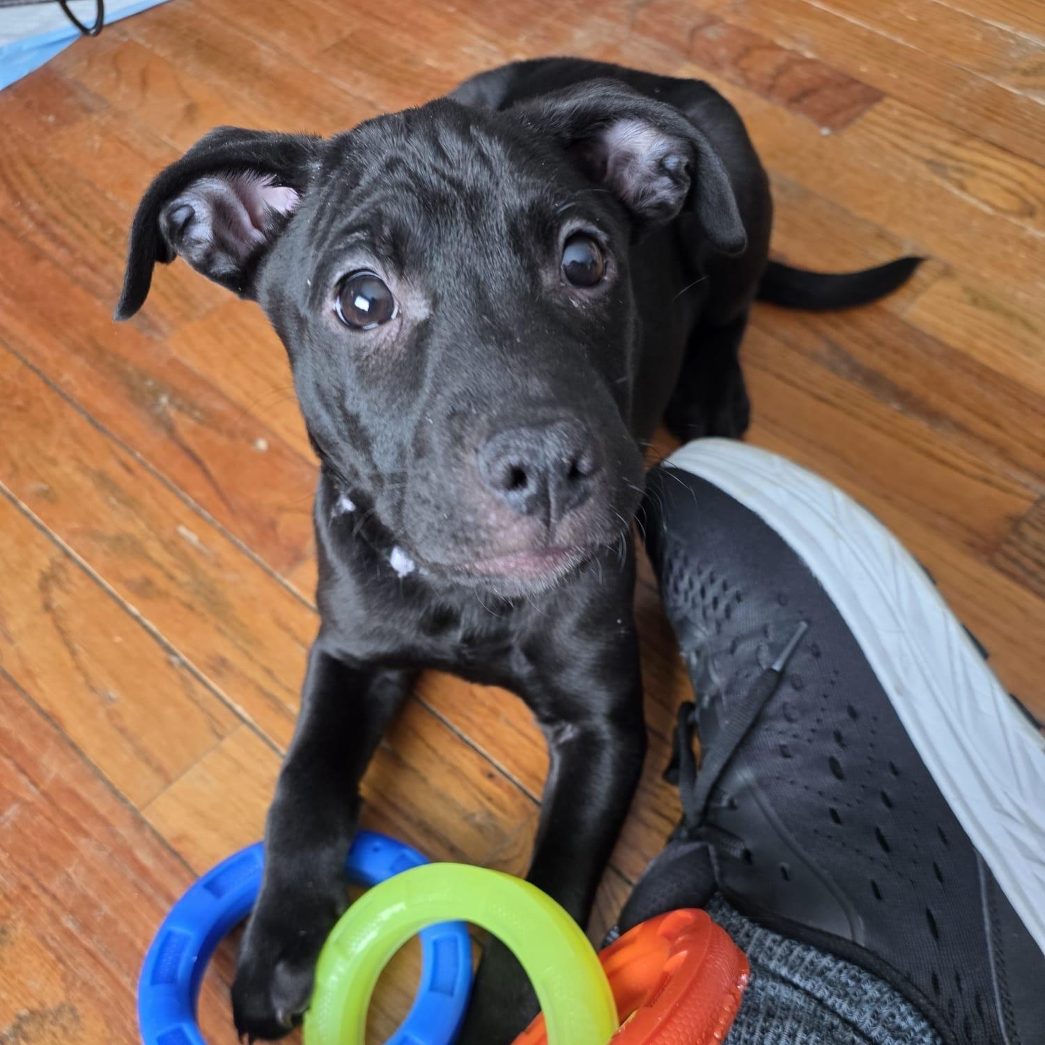 Enlarge Atlas (Automotive Icon Puppies), a Adoptable mixed breed in Midland, MI image 3/6