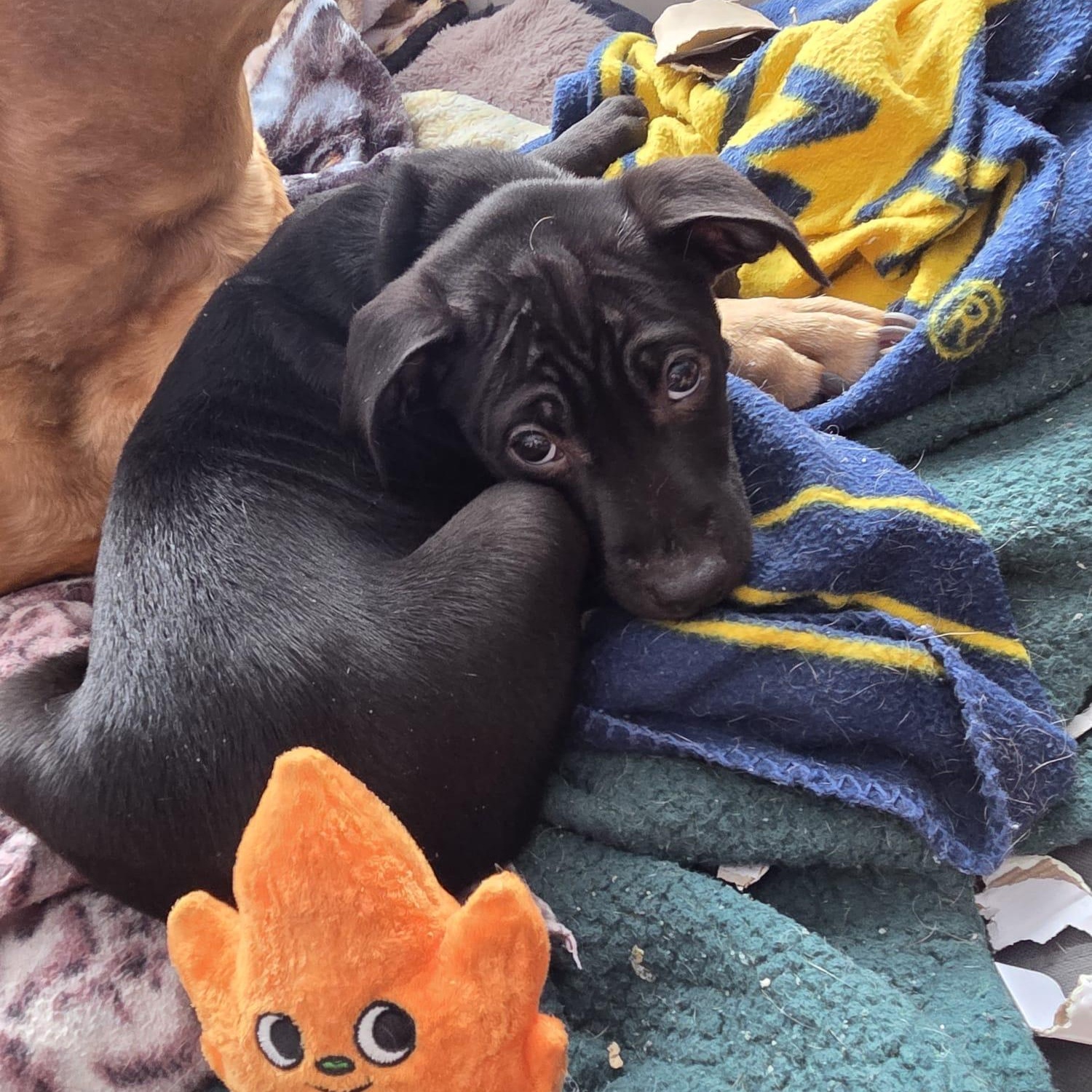 Enlarge Atlas (Automotive Icon Puppies), a Adoptable mixed breed in Midland, MI image 2/6