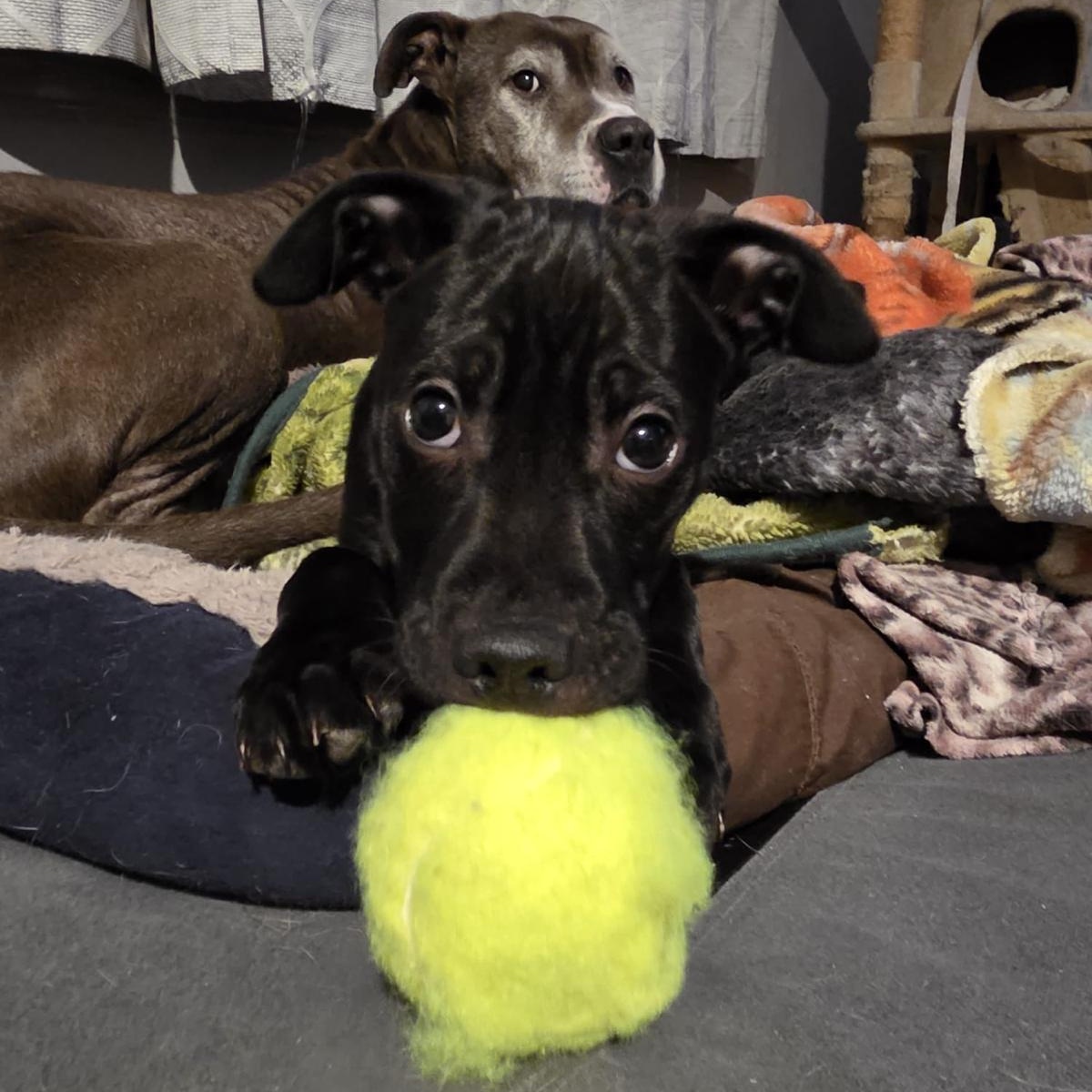 Enlarge Atlas (Automotive Icon Puppies), a Adoptable mixed breed in Midland, MI image 6/6