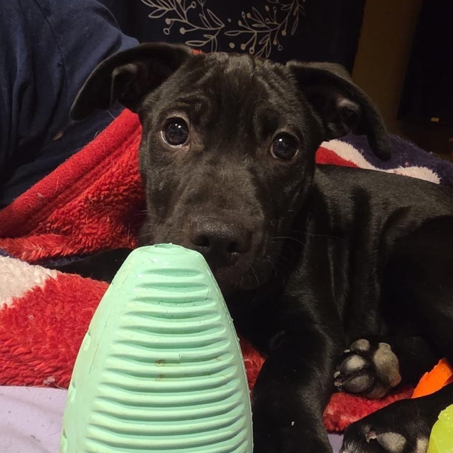 Enlarge Atlas (Automotive Icon Puppies), a Adoptable mixed breed in Midland, MI image 1/6