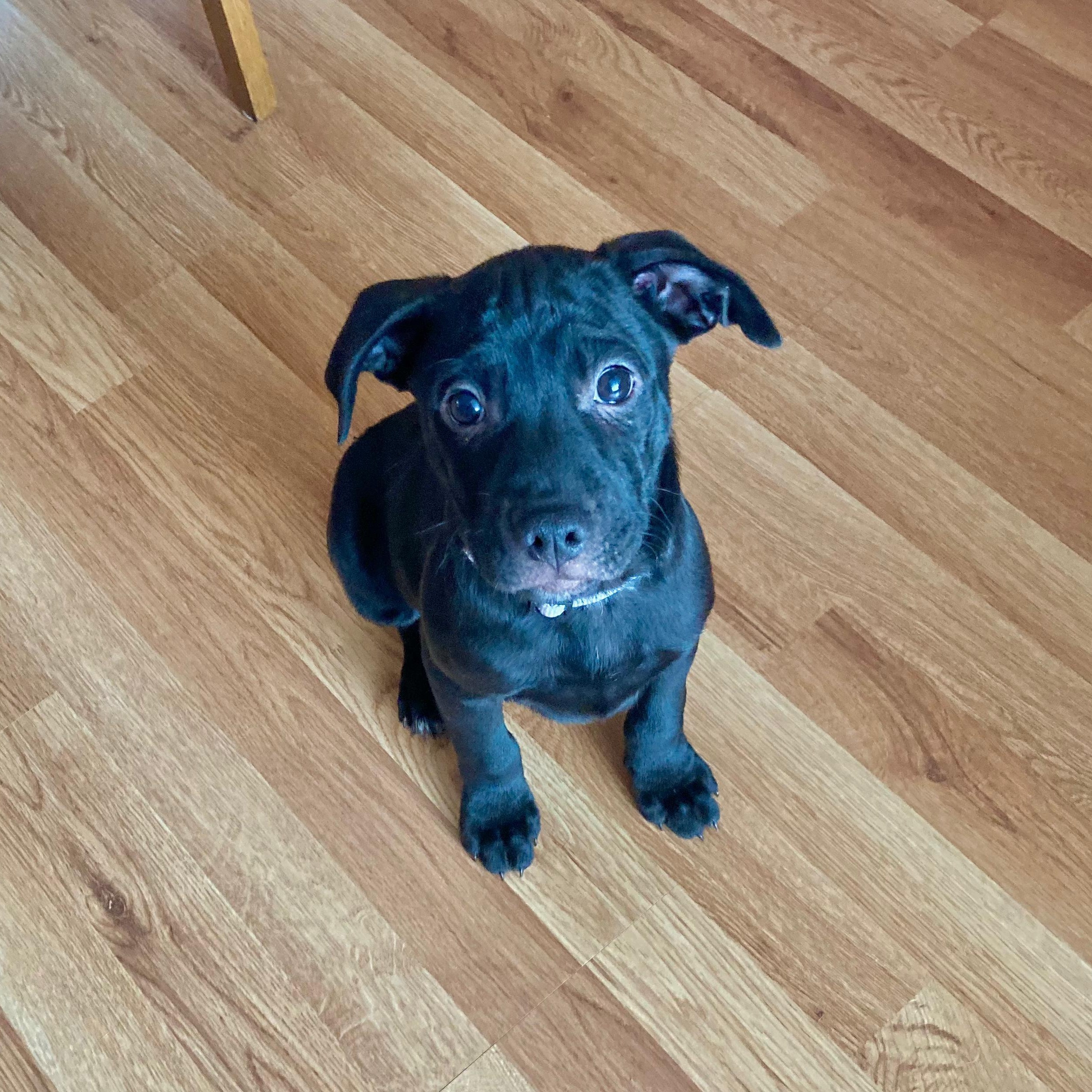 Enlarge Atlas (Automotive Icon Puppies), a Adoptable mixed breed in Midland, MI image 4/6