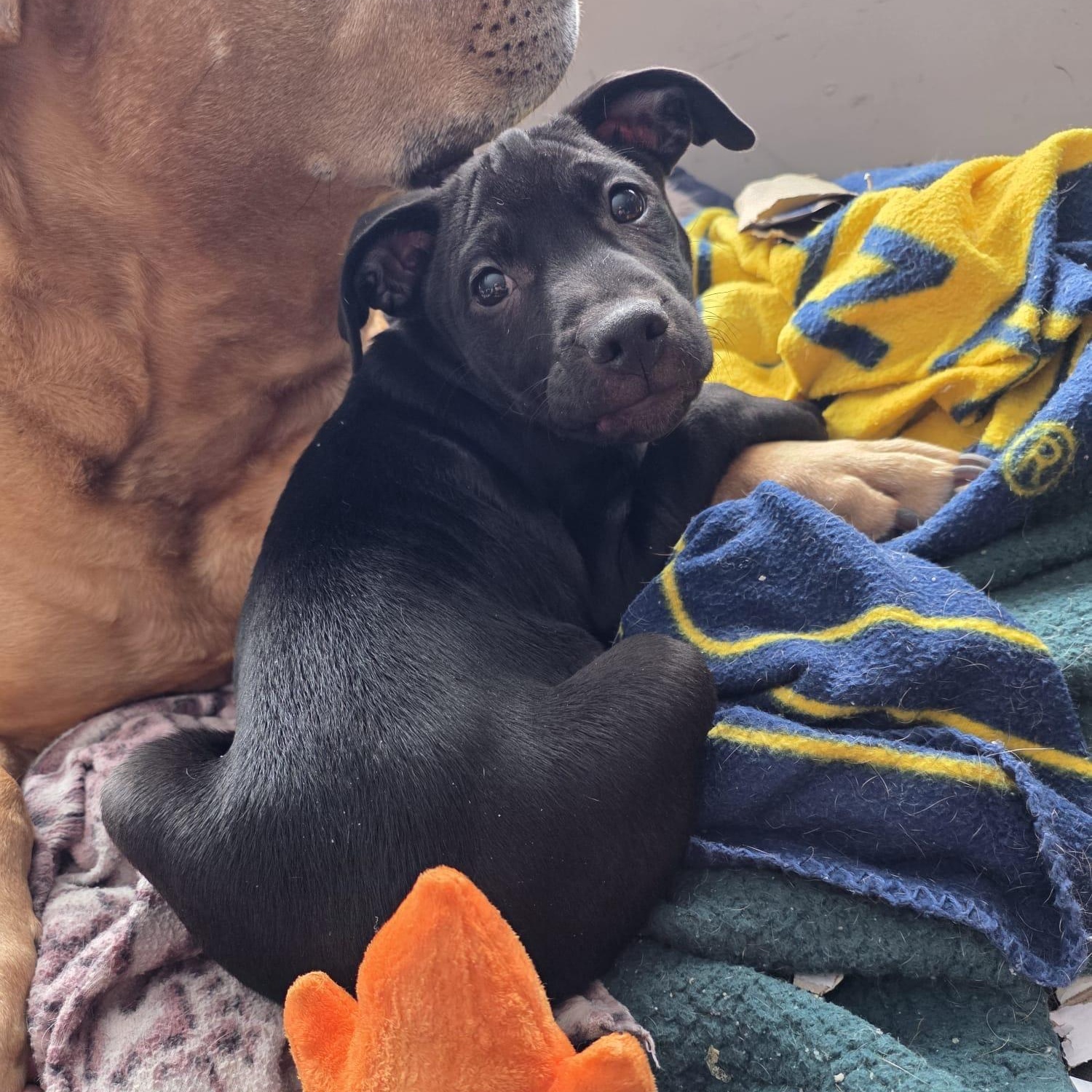 Enlarge Atlas (Automotive Icon Puppies), a Adoptable mixed breed in Midland, MI image 5/6