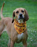 Ruby, Adoptable, Adult Female Coonhound.