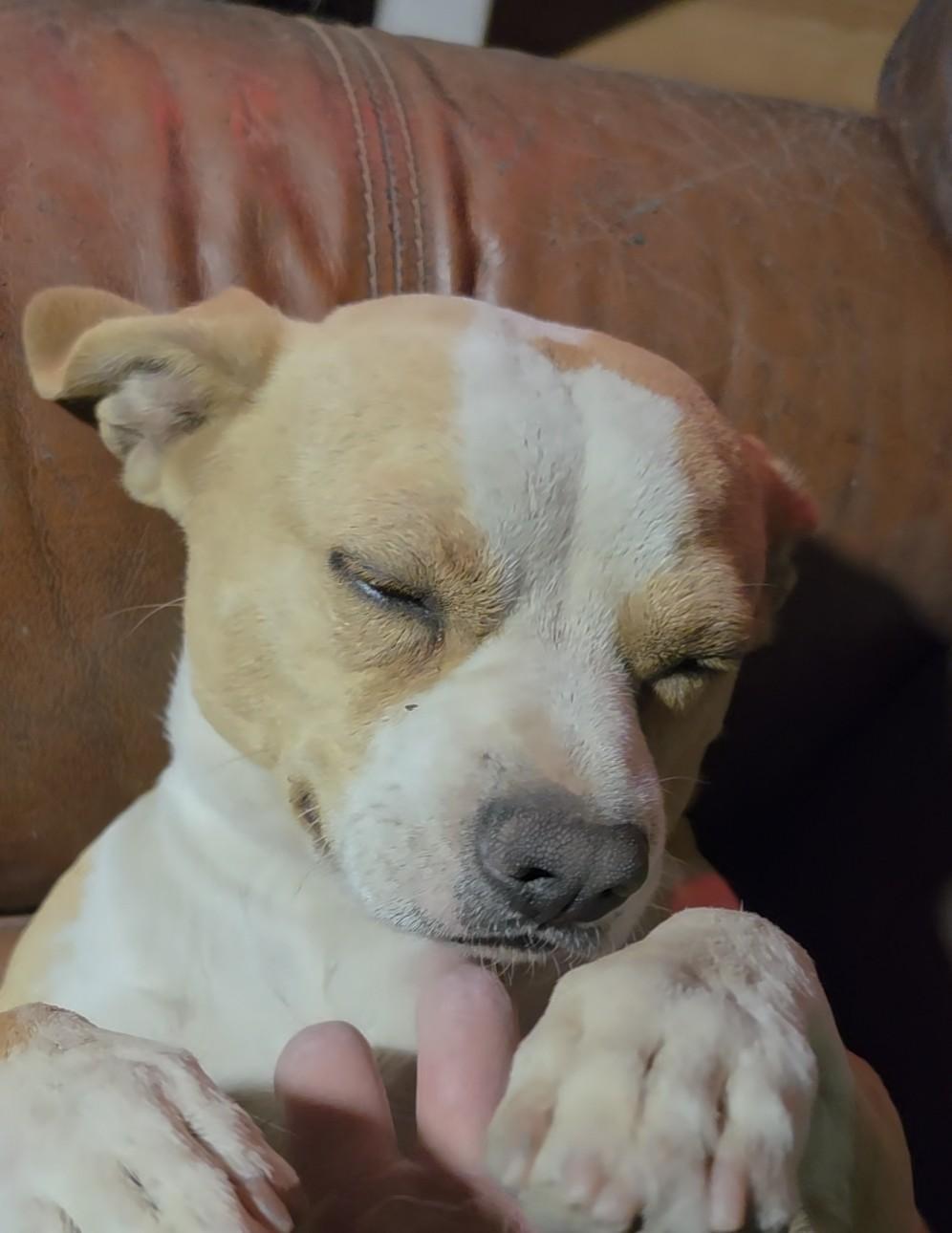 Wally, ADOPTABLE, Young Male Mixed Breed.
