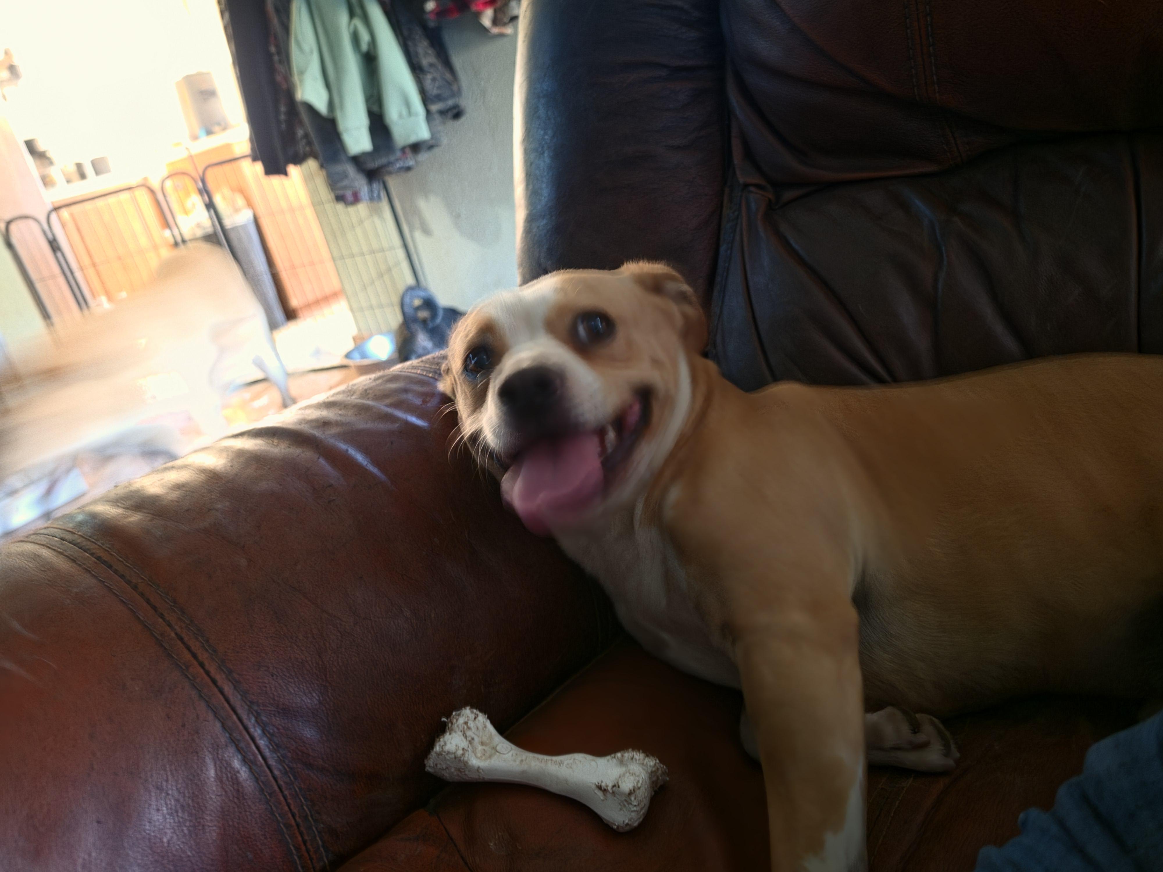 Wally, a ADOPTABLE mixed breed in California Hot Springs, CA image 6/6