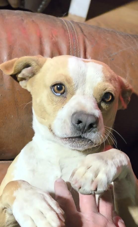 Wally, a ADOPTABLE mixed breed in California Hot Springs, CA image 3/6