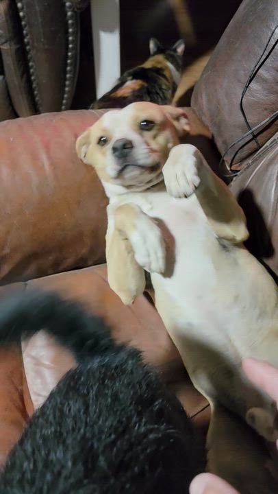 Enlarge Wally, a ADOPTABLE mixed breed in California Hot Springs, CA video 2/6
