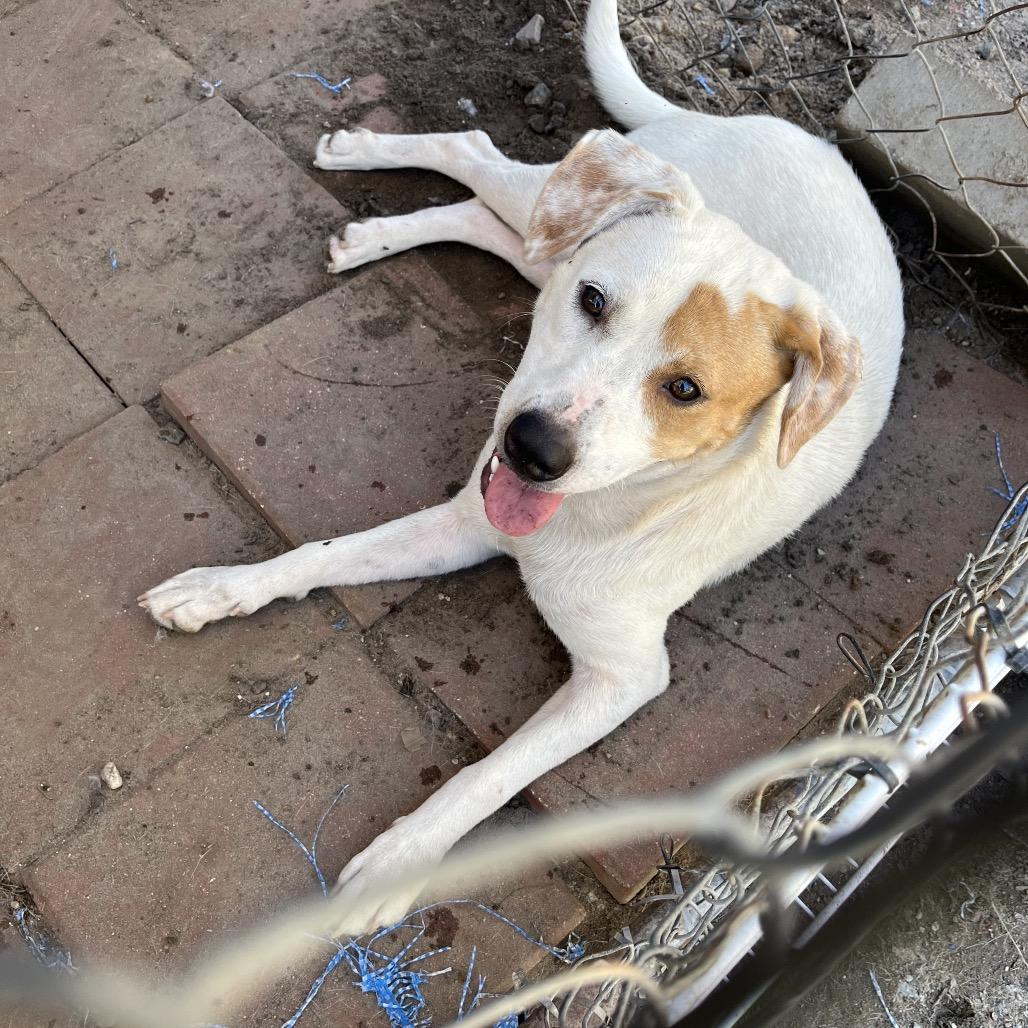 Enlarge "Cleo"patra, a Adoptable mixed breed in QUINCY, FL image 2/2