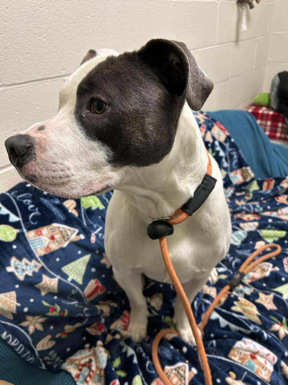 Enlarge Elmer, a Adoptable mixed breed in Stratford, CT image 4/4