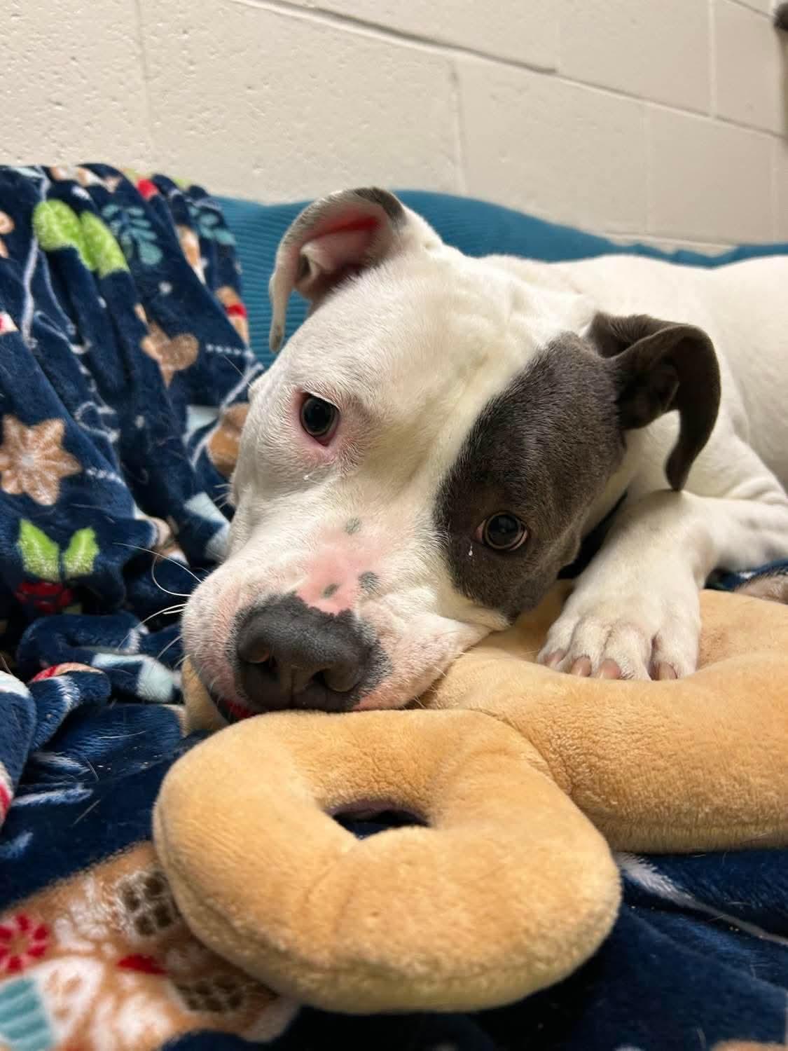 Elmer, Adoptable, Puppy Male Pit Bull Terrier.